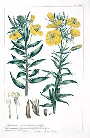 Image result for Oenothera biennis