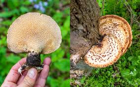 Attēlu rezultāti vaicājumam “Polyporus squamosus”