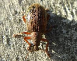 Attēlu rezultāti vaicājumam “Polydrusus mollis”