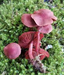 Attēlu rezultāti vaicājumam “Cortinarius sanguineus”