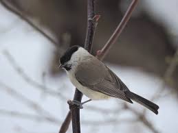 Attēlu rezultāti vaicājumam “Poecile palustris adult”