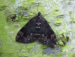 Attēlu rezultāti vaicājumam “Dysstroma truncata”