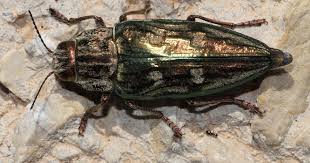 Attēlu rezultāti vaicājumam “Chalcophora mariana”