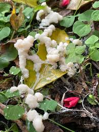 Attēlu rezultāti vaicājumam “Stemonitis flavogenita stalked”