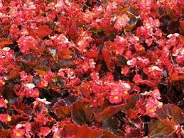 Image result for Begonia cucullata var. Hookeri