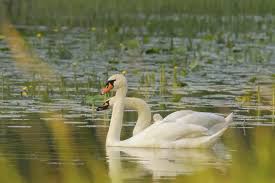 Attēlu rezultāti vaicājumam “Cygnus olor juvenile”