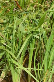 Attēlu rezultāti vaicājumam “Sparganium neglectum”