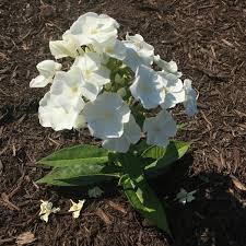 Image result for Phlox paniculata `Sweet Summer`
