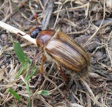 Attēlu rezultāti vaicājumam “Amphimallon solstitiale”