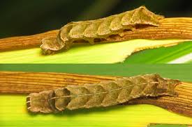 Attēlu rezultāti vaicājumam “Melanchra persicariae”