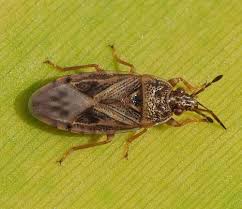 Attēlu rezultāti vaicājumam “Lygaeidae”