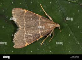 Attēlu rezultāti vaicājumam “Hypsopygia glaucinalis”