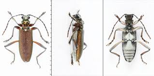 Attēlu rezultāti vaicājumam “Donacia clavipes”