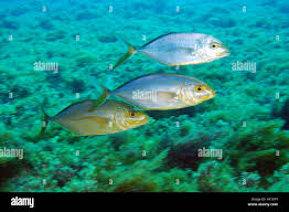 Image result for Caranx bartholomaei