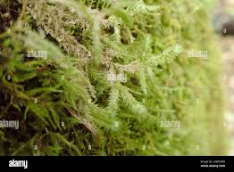 Attēlu rezultāti vaicājumam “Neckera”