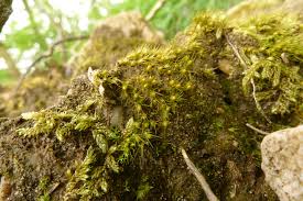 Attēlu rezultāti vaicājumam “Pleuridium subulatum”