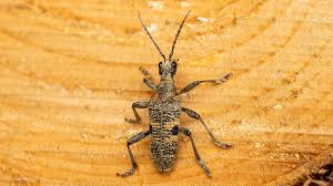 Attēlu rezultāti vaicājumam “Rhagium mordax”