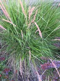 Attēlu rezultāti vaicājumam “Calamagrostis canescens leaf”