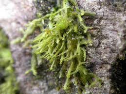 Attēlu rezultāti vaicājumam “Metzgeria violacea”