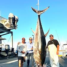 Image result for giant tuna