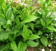 Attēlu rezultāti vaicājumam “Nicotiana tabacum leaf”