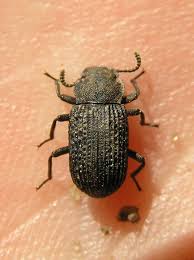 Attēlu rezultāti vaicājumam “Bolitophagus reticulatus larva”