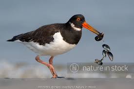 Attēlu rezultāti vaicājumam “Haematopus ostralegus”