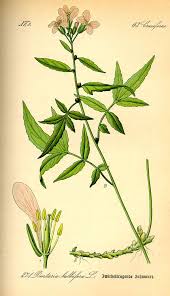 Attēlu rezultāti vaicājumam “Cardamine bulbifera flower”