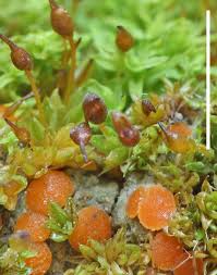 Attēlu rezultāti vaicājumam “Acaulon muticum sporophyte”