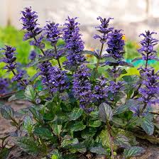 Attēlu rezultāti vaicājumam “Ajuga genevensis”