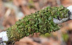 Attēlu rezultāti vaicājumam “Melanohalea exasperata”