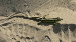 Attēlu rezultāti vaicājumam “Lacerta agilis”