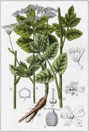 Image result for Pimpinella major