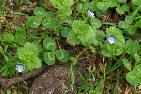 Attēlu rezultāti vaicājumam “Veronica persica leaf”