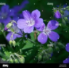 Attēlu rezultāti vaicājumam “Geranium sylvaticum bud”