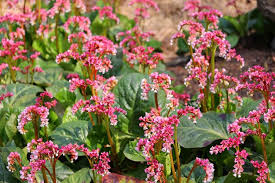 Attēlu rezultāti vaicājumam “Bergenia crassifolia flower”
