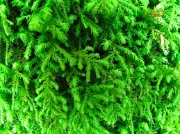 Attēlu rezultāti vaicājumam “Anomodon attenuatus”