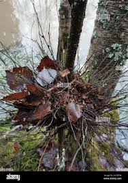 Attēlu rezultāti vaicājumam “Taphrina betulina”