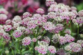 Attēlu rezultāti vaicājumam “Astrantia major flower”