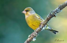 Attēlu rezultāti vaicājumam “Chloris chloris male”