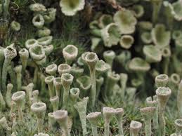 Attēlu rezultāti vaicājumam “Cladonia deformis”