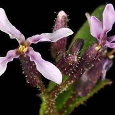 Attēlu rezultāti vaicājumam “Cribraria tenella”