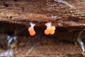 Attēlu rezultāti vaicājumam “Hemitrichia decipiens var. hemitrichoides”