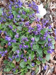 Attēlu rezultāti vaicājumam “Viola odorata bud”