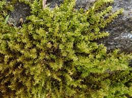 Attēlu rezultāti vaicājumam “Campylophyllum sommerfeltii”