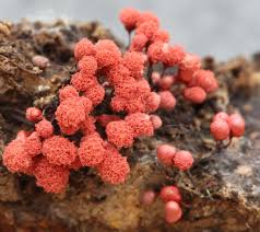 Attēlu rezultāti vaicājumam “Heterotrichia pomiformis (syn. Arcyria pomiformis) spores”