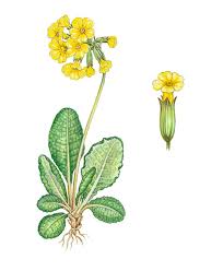 Image result for Schlüsselblumen