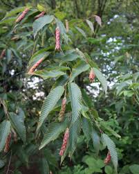 Attēlu rezultāti vaicājumam “Carpinus betulus female flower”