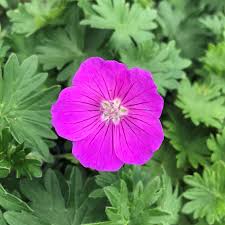 Attēlu rezultāti vaicājumam “Geranium sanguineum leaf”