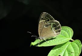 Attēlu rezultāti vaicājumam “Lopinga achine underside”